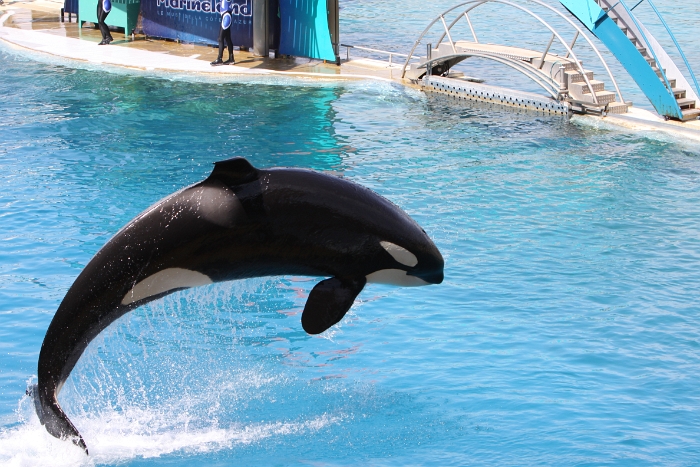 Marineland - Orgues - 059